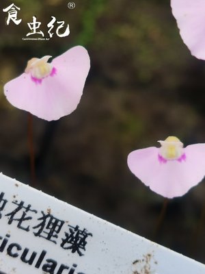 独花狸藻 掌中花园苔藓雨林缸造景微景观办公室水培花卉