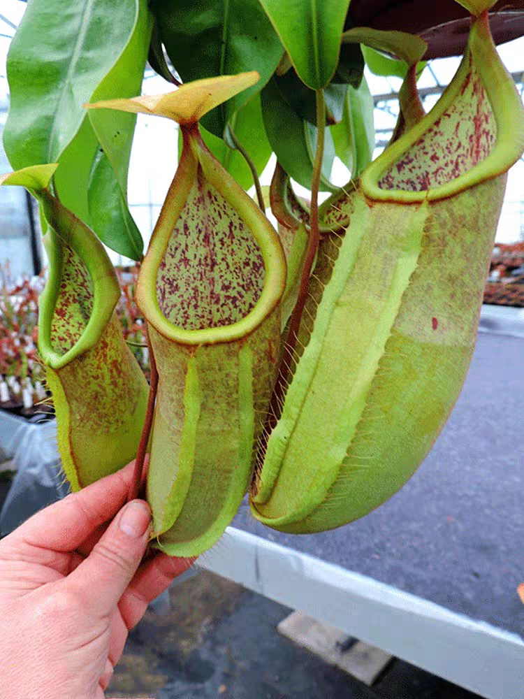 绿精灵猪笼草食虫草食人花驱蚊草捕蚊草食蚊草捕虫草趣味花卉盆栽