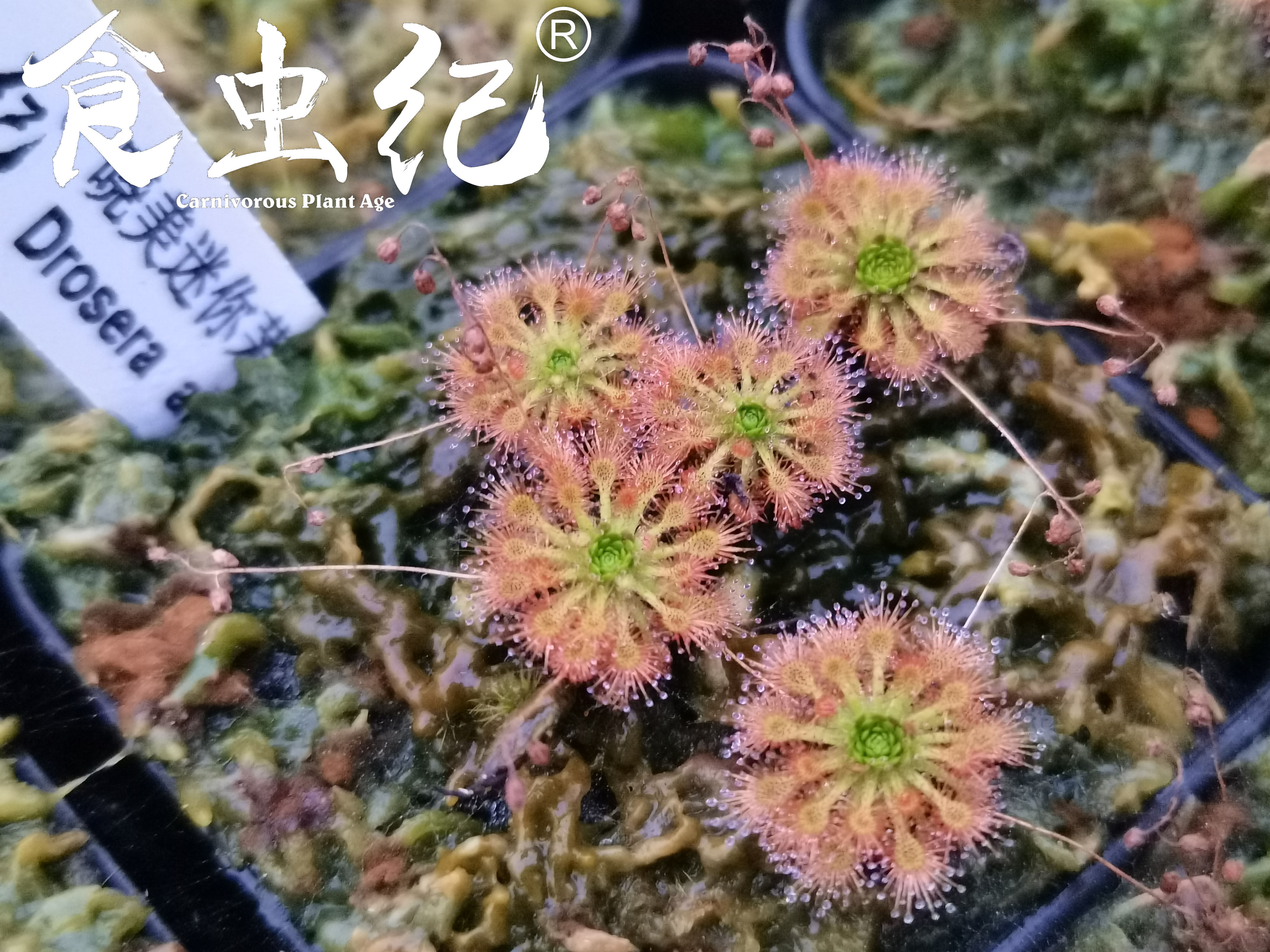 金碟迷你茅膏菜 集合月亮湖迷你植物盆栽食人花食虫植物