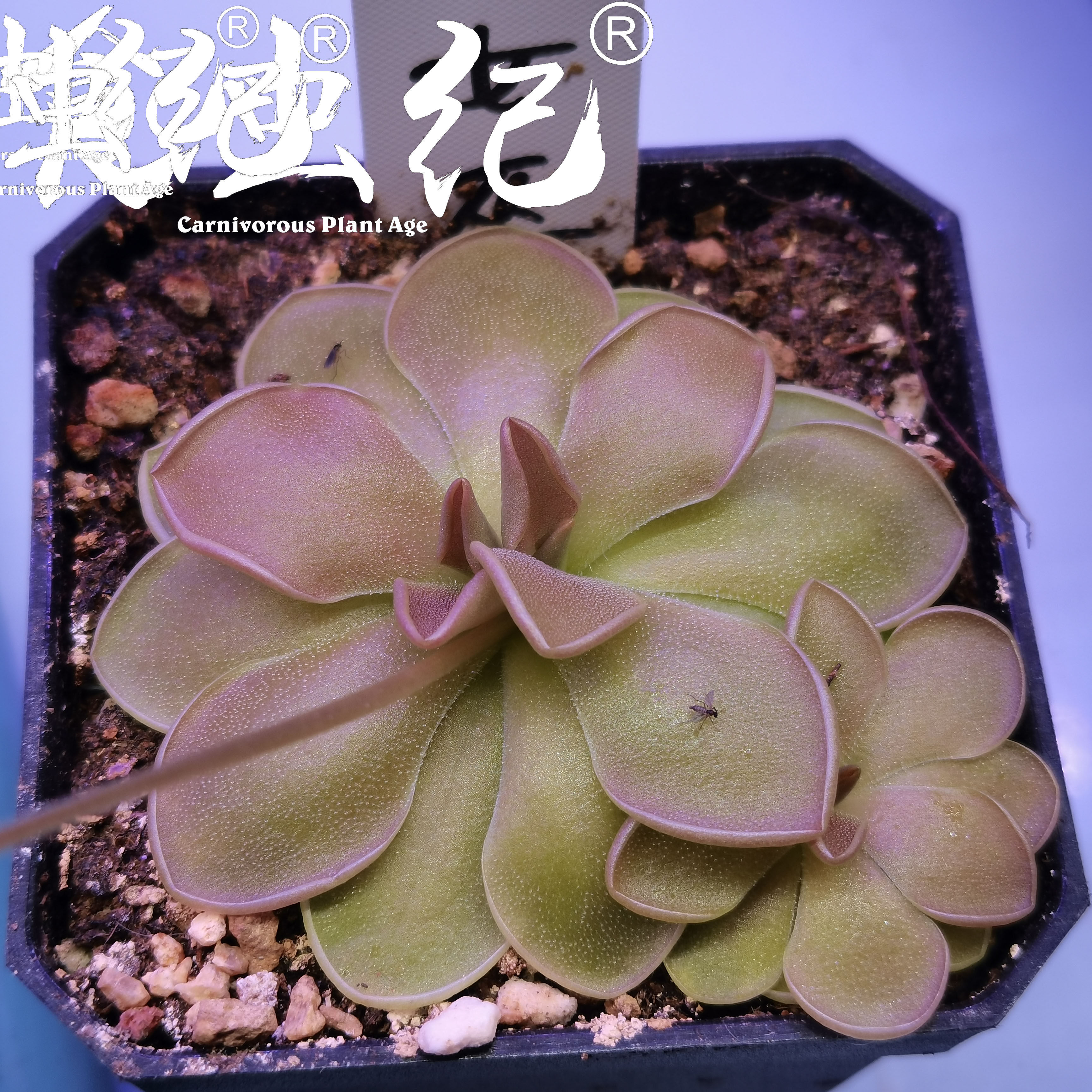 绯红女巫捕虫堇  多肉食虫植物食人花捕蝇草驱蚊草卧室花卉盆栽