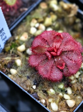 斯氏茅膏菜 Drosera slackii 南非特有种
