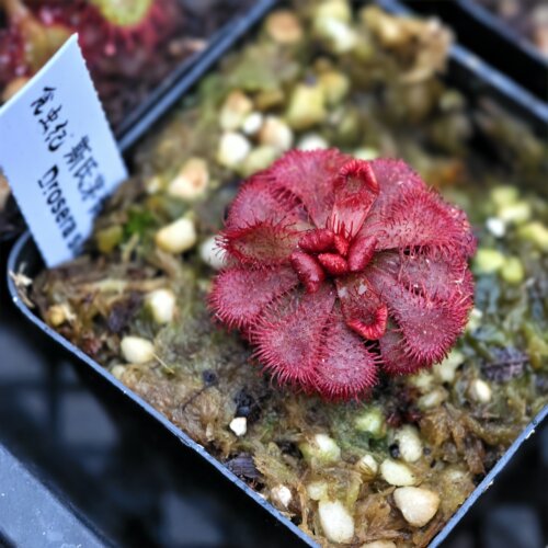斯氏茅膏菜 Drosera slackii 南非特有种