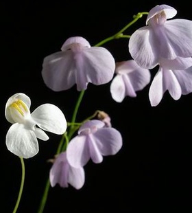 小肾叶狸藻  Utricularia nephrophylla 捕蝇草茅膏菜 猪笼草