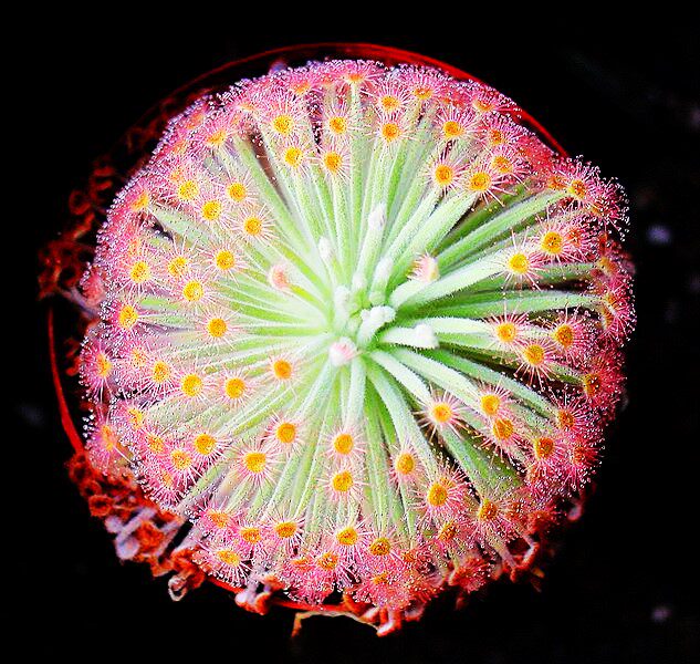 种好发货孔雀茅膏菜澳洲北领地食虫植物绿盆栽包邮猪笼草狸藻,鲜花速递/花卉仿真/绿植园艺,食虫植物,淘宝优惠券,粉丝福利购,淘宝优惠卷