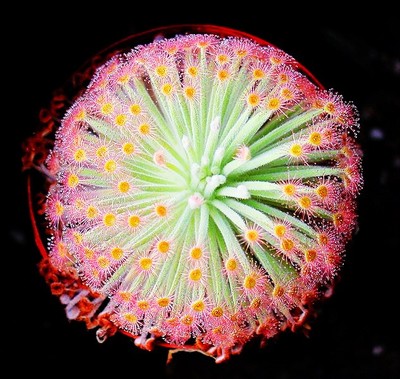 种好发货孔雀茅膏菜澳洲北领地食虫植物绿盆栽包邮猪笼草狸藻