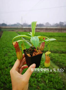 太平洋猪笼草包邮盆栽食虫植物