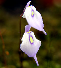 纤毛狸藻  捕蝇草茅膏菜捕虫堇草驱蚊草猪笼草造景绿植盆栽,鲜花速递/花卉仿真/绿植园艺,食虫植物,淘宝优惠券,粉丝福利购,淘宝优惠卷