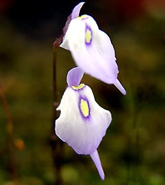 纤毛狸藻  捕蝇草茅膏菜捕虫堇草驱蚊草猪笼草造景绿植盆栽