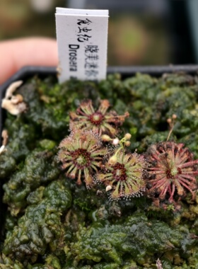晓美迷你茅膏菜-Drosera allantostigma（湿地种）