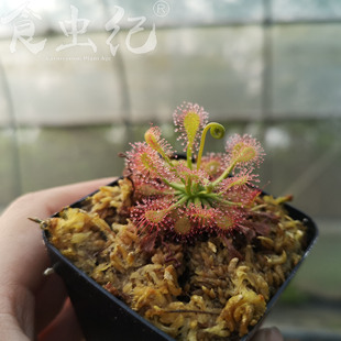 粉色绒毛 茅膏菜食虫植物盆栽花卉食虫草食人花卉微景观造景