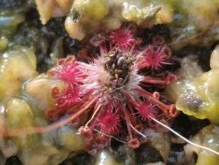 瓦里南极光迷你茅膏菜 微景观造景 礼物 桌面绿植