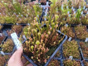 帝王黄瓶交铜帽瓶子草 捕蝇草 绿植 花盆 食虫植物 猪笼草 礼物