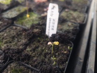 两裂狸藻 开花机器 容易接种 造景 微景观