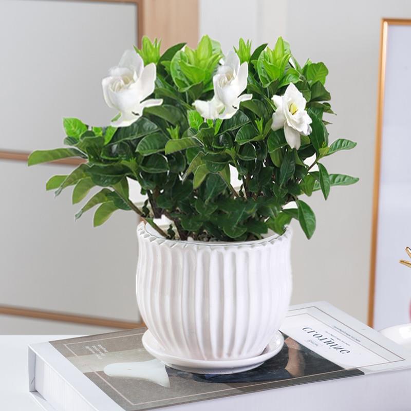 栀子花盆栽室内桌面盆栽绿植花苗大叶栀子花独杆栀子花好养植物