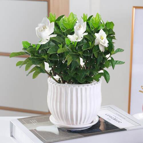 栀子花盆栽室内桌面盆栽绿植花苗大叶栀子花独杆栀子花好养植物