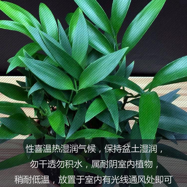 竹柏盆栽植物室内客厅桌面小型绿植四季常青平安竹杀菌驱蚊草除臭