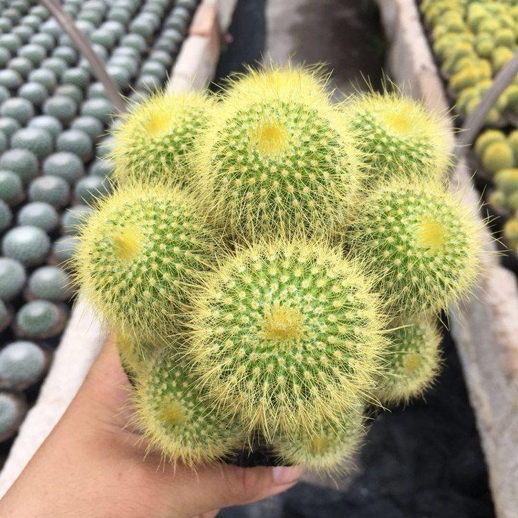 金丝猴仙人球 多头左右仙人球多肉植物防电脑防办公室