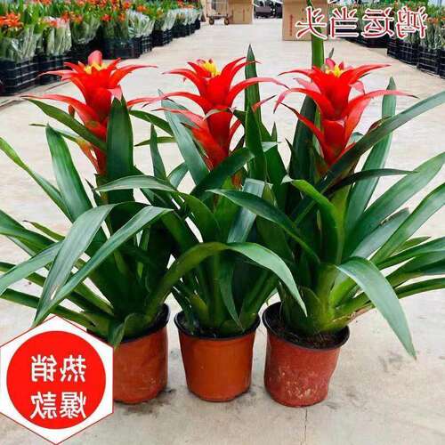 鸿运当头盆栽带花室内客厅花卉植物大红花年宵花办公室小绿植