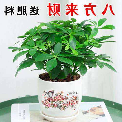 鸭脚木盆栽植物室内外好养客厅花卉绿植发财树水培七叶莲八方来财