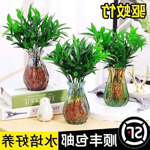 竹柏驱蚊竹水培植物室内客厅水养绿植花卉盆栽办公室桌面四季好养