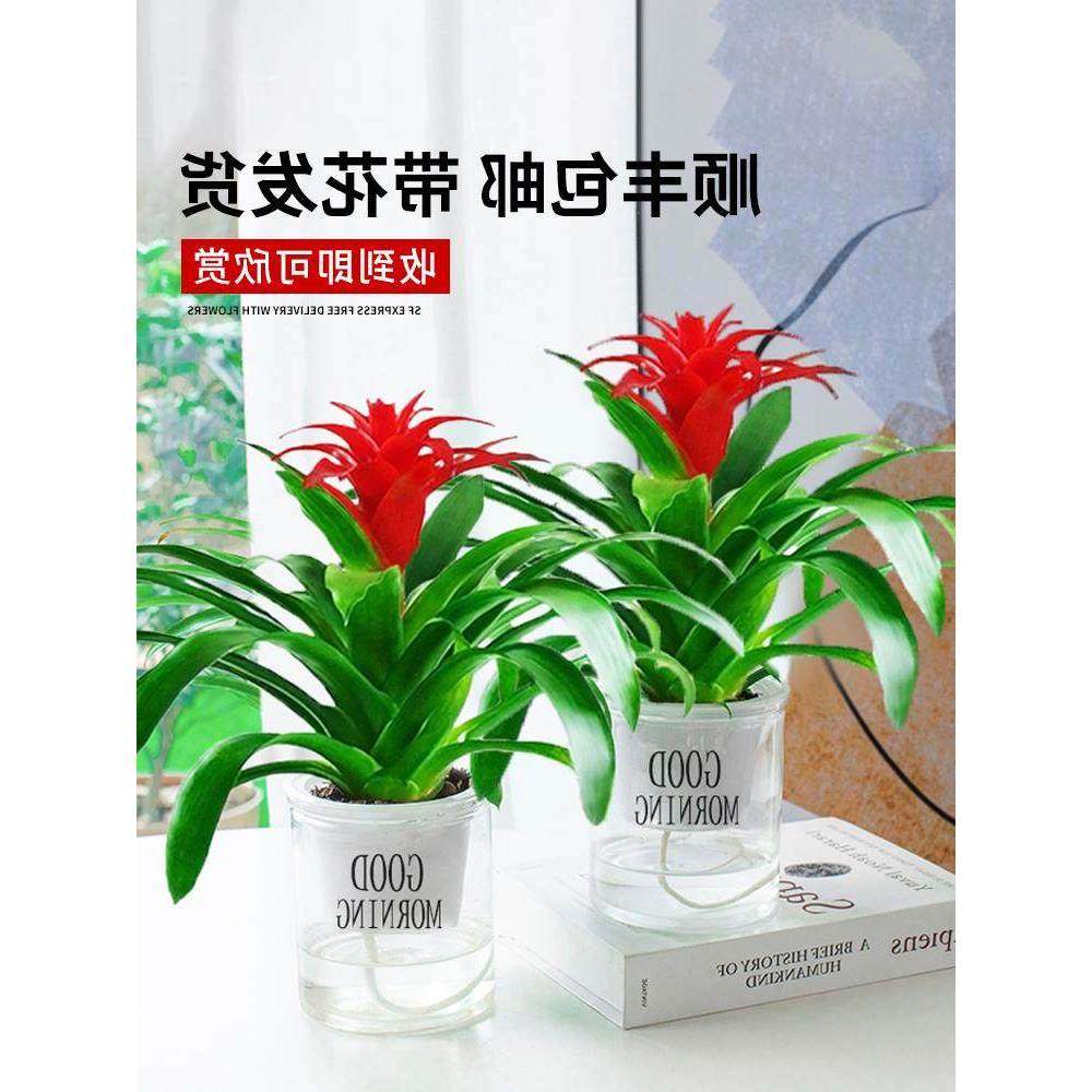 鸿运当头盆栽水培绿植物室内花卉客厅鲜花凤梨好养活红掌四季开花