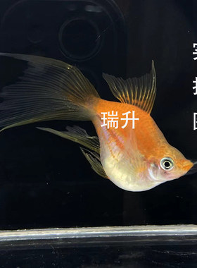精品苹果球体燕尾剑鱼红剑球鱼