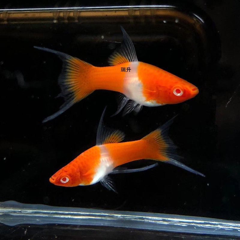 红白燕尾剑红白双尾剑鱼红箭鱼鱼胎生鱼小型热带观赏鱼活体淡水