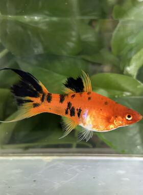 三色燕尾剑鱼高鳍燕尾红箭鱼胎生鱼孕母玛丽鱼稀少品种热带观赏鱼