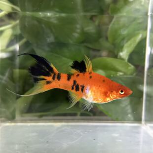 三色燕尾剑鱼高鳍燕尾红箭鱼胎生鱼孕母玛丽鱼稀少品种热带观赏鱼
