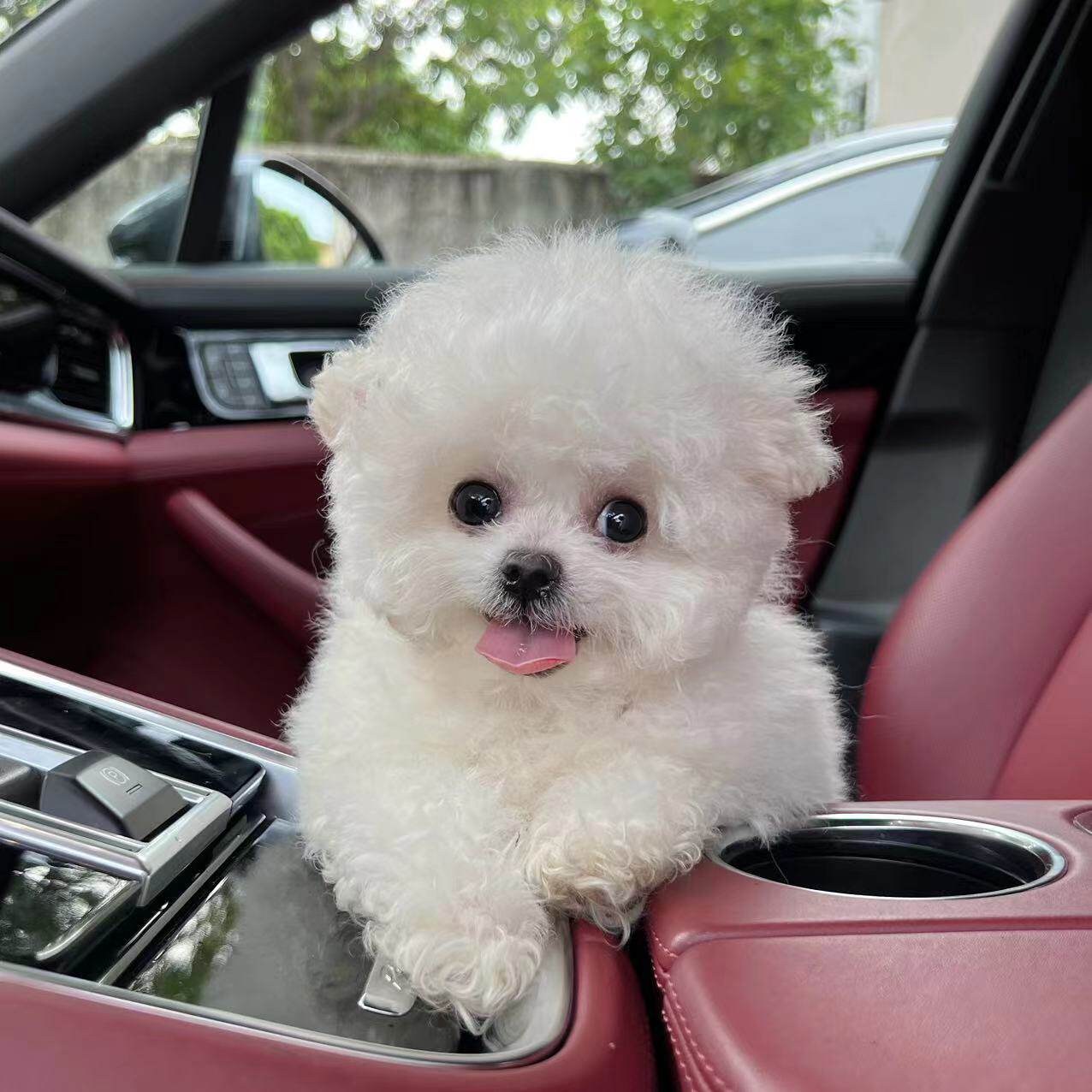 弟弟 6112 名士宠物深圳犬舍出售小体比熊活体大眼睛大爆毛狗幼犬