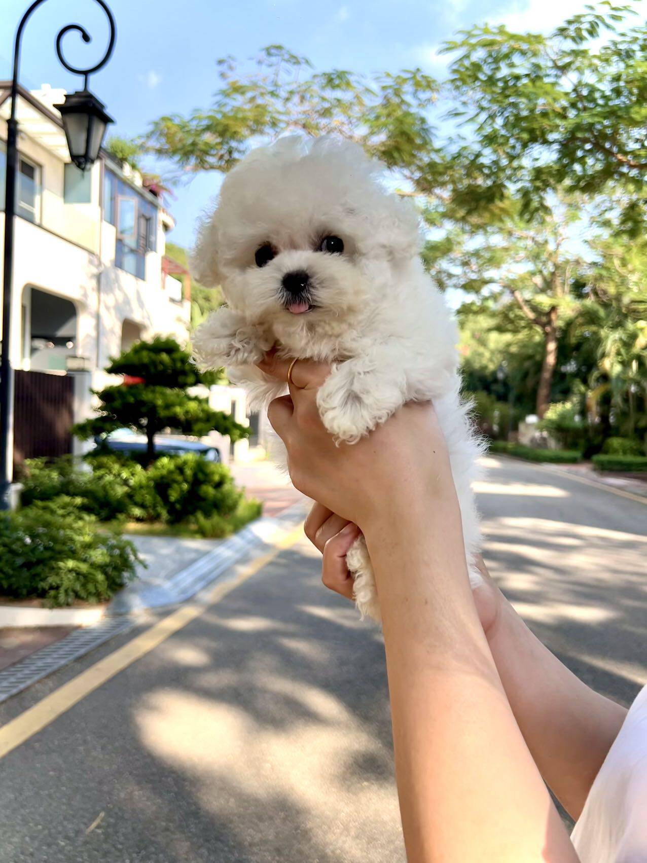 名士宠物pet深圳出售纯种小体比熊妹妹幼犬活体呆萌长不大狗狗