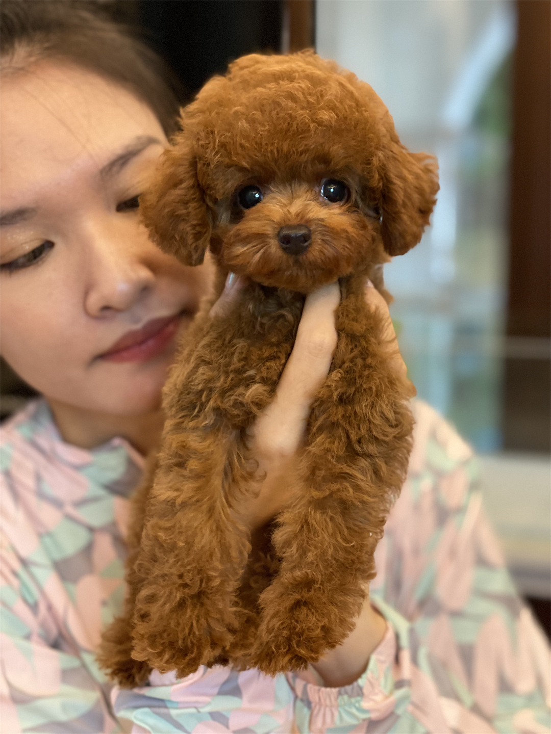 泰迪幼犬弟弟 活体贵宾幼崽红棕色gg小型犬咖啡色深圳