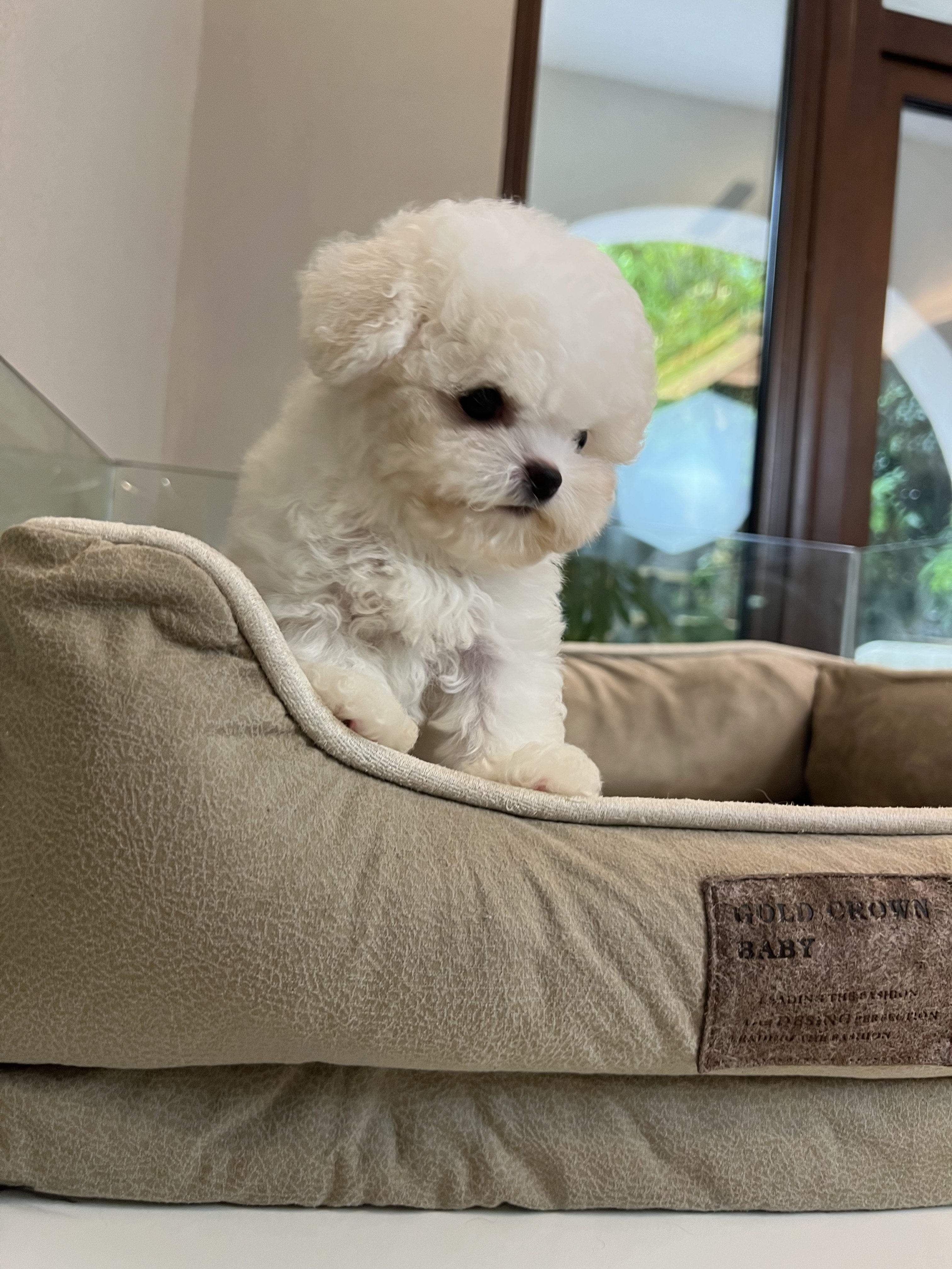 名士宠物深圳纯种小型比熊犬活体可爱呆萌小体比熊长不大编号b702