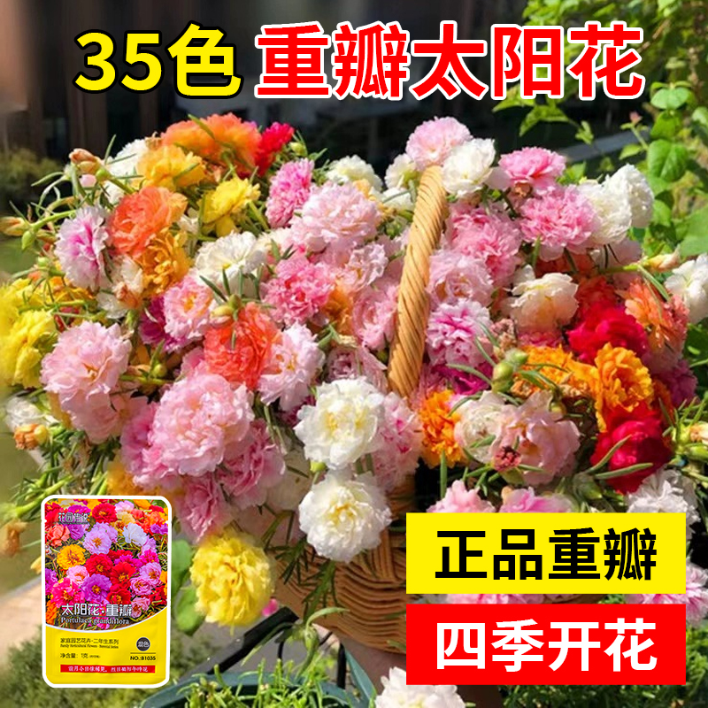 重瓣太阳花种子室内外阳台盆栽植物花卉易活四季播种开花野花种籽_船长多肉_鲜花速递/花卉仿真/绿植园艺-第4张图片-提都小院