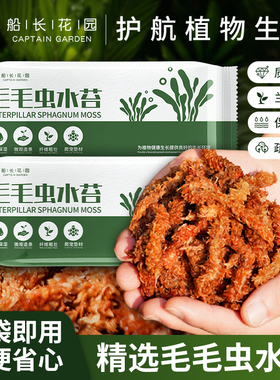 智利进口毛毛虫水苔干苔藓兰花营养土乌龟冬眠垫材蝴蝶兰专用树皮