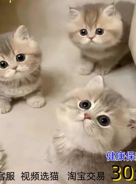 宠物猫咪活物蓝金银渐层英短短毛Ny12色矮脚幼猫纯种仙女喵活体猫