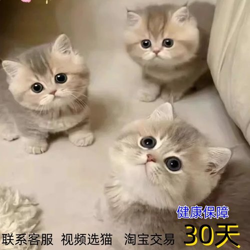 宠物猫咪活物蓝金银渐层英短短毛Ny12色矮脚幼猫纯种仙女喵活体猫