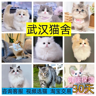 【武汉猫舍】英短幼猫渐层美短加白曼基康矮脚猫短腿猫拿破仑