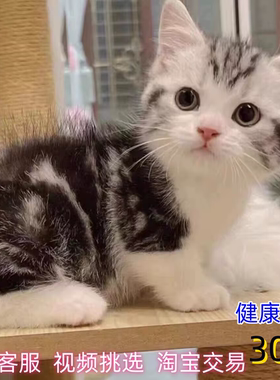宠物猫活物纯种美短起司虎斑加白曼基康矮脚短毛小猫咪幼崽仙女猫