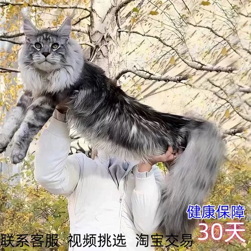 纯种缅因猫俄罗斯巨型长毛库恩赛级银虎斑双血统贵族幼猫宠物活体