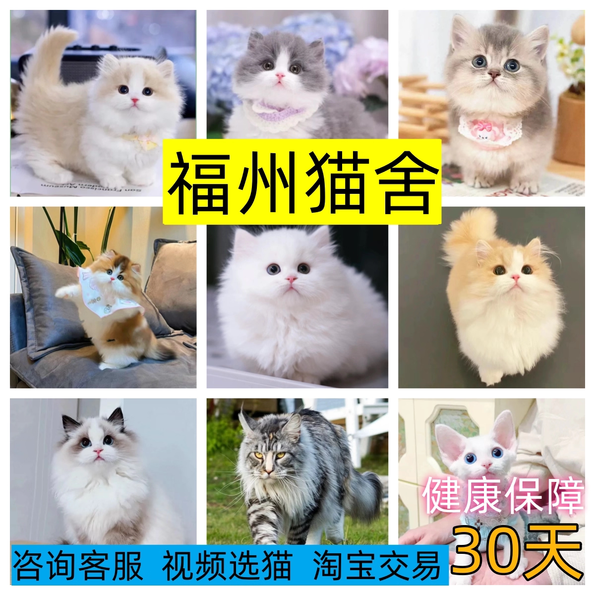 【福州猫舍】英短幼猫渐层美短加猫咪