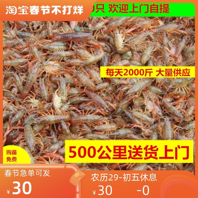 盱眙淡水青红小龙虾苗幼苗虾籽活体养殖种虾苗存活率高顺丰包邮
