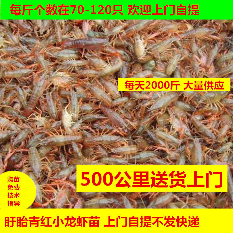 盱眙淡水青红小龙虾苗幼苗虾籽活体养殖种虾苗存活率高顺丰包邮
