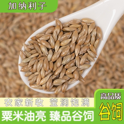 加纳利子鹦鹉鸟食油白尖粟黄谷子鸟粮金丝雀虉草籽谷饲文鸟 5斤