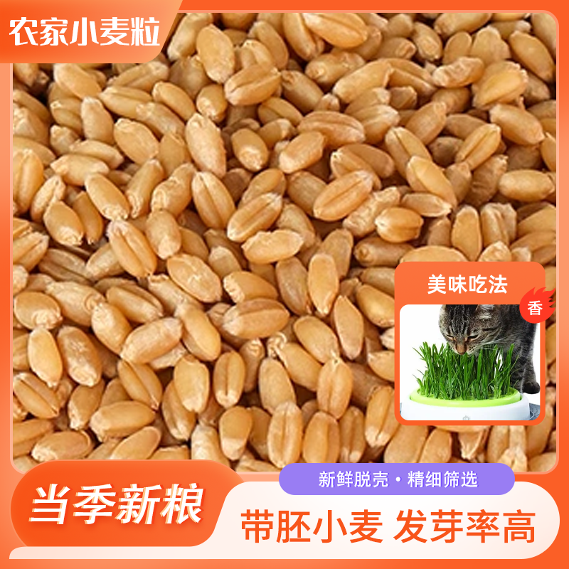 5斤食用新小麦粒带皮优质小麦子发苗芽麦芽糖生小麦猫草 1斤鸟食