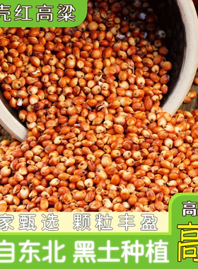 带皮红高粱酿酒谷饲新米清香