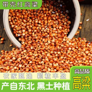 带皮红高粱5斤新酒糟黑土高粱米粘酿酒红高粱散搂子鸽子鸟食饲料