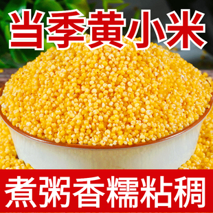 农家自产米脂小黄米 新货黄小米5斤 油小米食用五谷小米粥米油厚