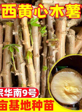 广西黄心木薯华南9号黄肉木薯苗红皮白肉木薯种子种苗木薯茎