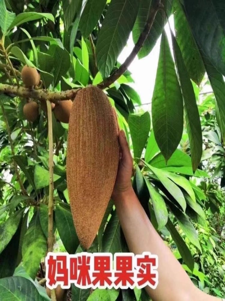 改良新品种妈咪果嫁接苗耐寒果树苗南北方种植庭院阳台当年结果带